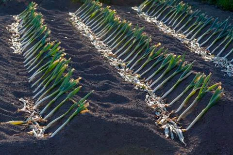 Leeks growing in rows Stock Photos