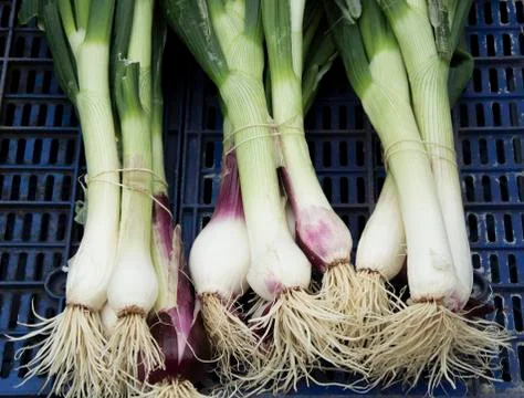 Leeks Stock Photos