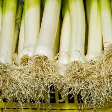 Leeks Foto stock