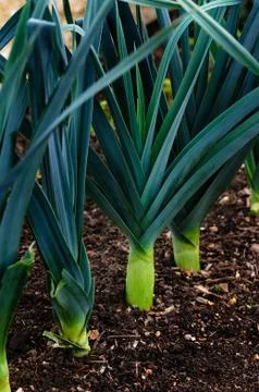 Leeks in a row in the ground - growing vegetable Stock Photos