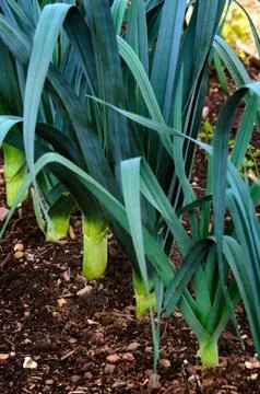Leeks in a row in the ground - growing vegetable Stock Photos
