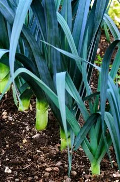 Leeks in a row in the ground - growing vegetable Stock Photos