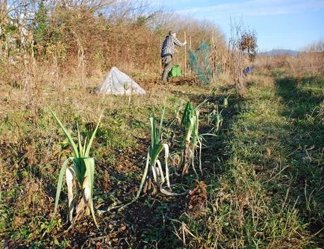 Leeks in Winter Field Foto stock