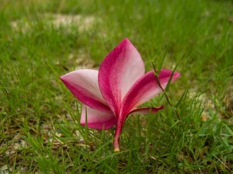 Leelavadee flower Stock Photos