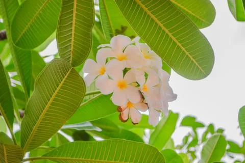 Leelawadee flowe Stock Photos