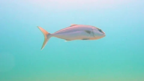 Leer Fish Close Up Underwater Stock Footage 144983632