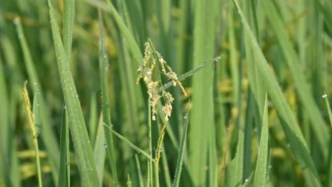 Leersia hexandra grass. Video stock 321261661