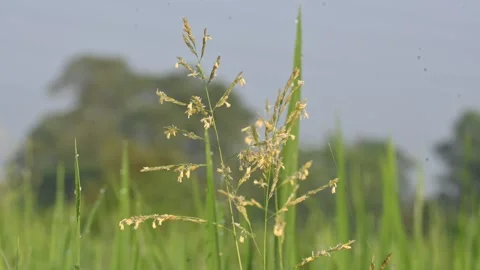 Leersia hexandra grass. Stock Footage 321261671