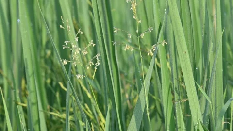 Leersia hexandra grass. Stock Footage 321261682