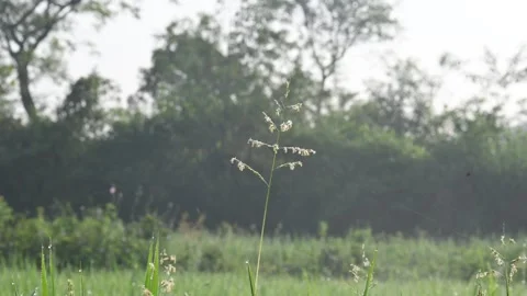 Leersia hexandra grass. Stock Footage 321261683