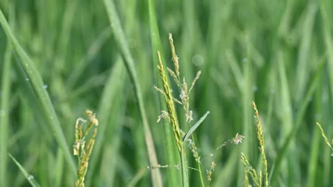 Leersia hexandra grass. Stock Footage 321261698