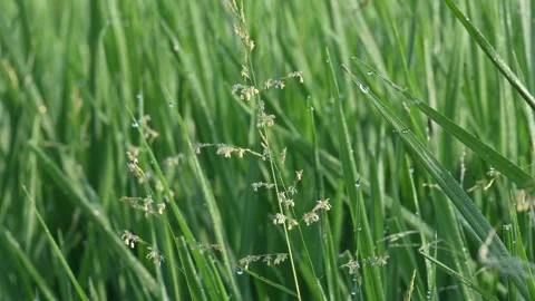 Leersia hexandra grass. Stock Footage 321261814