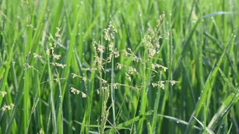 Leersia hexandra grass. Stock Footage 321261817