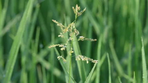 Leersia hexandra grass. Stock Footage 321261838