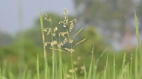 Leersia hexandra grass. Stock Footage 321261859