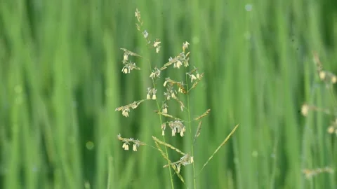 Leersia hexandra grass. Stock Footage 321261873