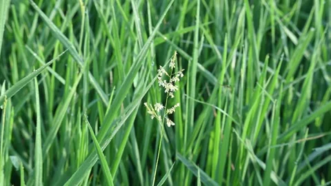 Leersia hexandra grass. Stock Footage 321261892