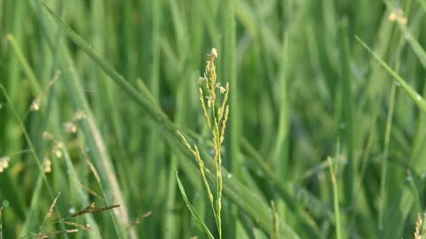 Leersia hexandra grass. Stock Footage 321261897