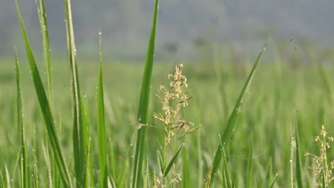 Leersia hexandra grass. Stock Footage 321261906