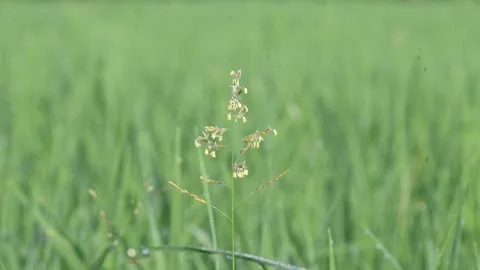 Leersia hexandra grass. Stock Footage 321261914