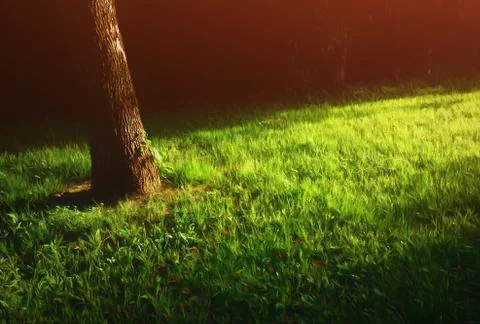 Left aligned tree with light leak illustration Foto stock