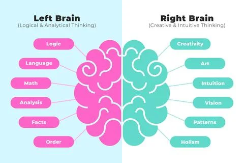 Left and Right Brain Comparison Infographic Highlighting Logical Versus Cre.. Stock Illustration