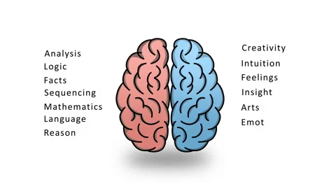 Left and Right Brain Diagram Animation on White Background and Green Screen Video stock 194044834