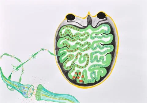 Left and right brain functions, artwork 스톡 일러스트