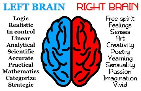 Left and right brain Stock-Illustration