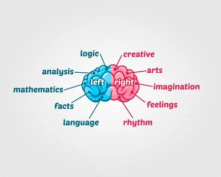 Left and Right Human Brain 스톡 일러스트