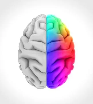 Left and Right Human Brain Stock Illustration