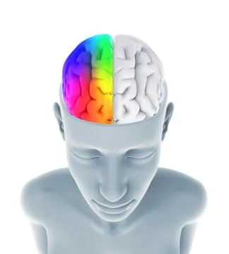 Left and Right Human Brain Stock-Illustration