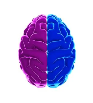 Left and Right Human Brain Stock Illustration