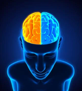 Left and Right Human Brain Stock-Illustration