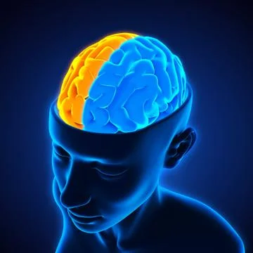 Left and Right Human Brain Illustrazione stock