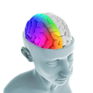 Left and Right Human Brain Stock Illustration