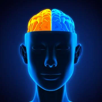 Left and Right Human Brain Stock-Illustration