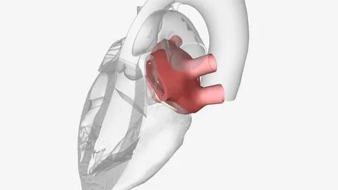 Left atrium: one of the four chambers of the heart Stock Illustration