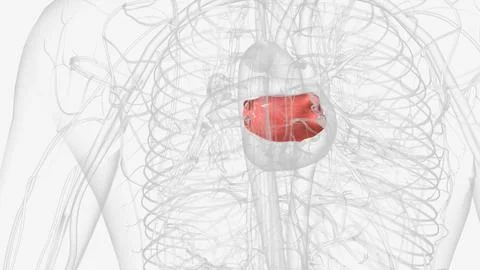 The left auricle is a thin pouch of the heart wall located on the anterior su Stock Illustration