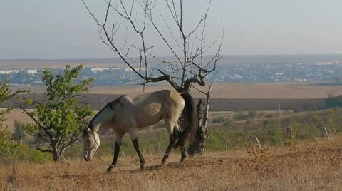 Left behind Stock Footage 20451023