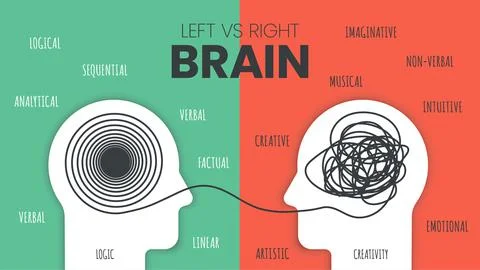 Left Brain vs. Right Brain Dominance infographic template. How the human brai Illustrazione stock