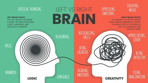 Left Brain vs. Right Brain Dominance infographic template. How the human brai Stock Illustration