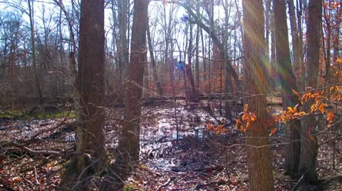 Left channel of 3D forest at Mammoth Cave National Park Video stock 10578142