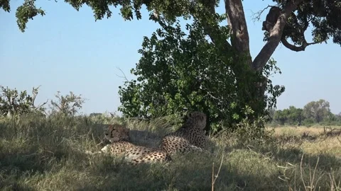 Left cheetah rolls on back and shifts body direction — Part 1 Stock Footage 320844596