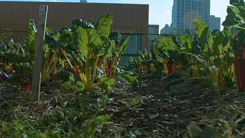 Left close up sliding shot of vegetables in a city farm Stock Footage 86004389