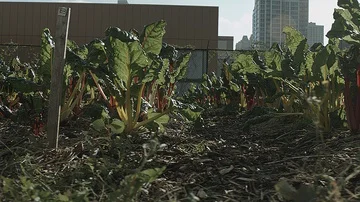 Left close up sliding shot of vegetables in a city farm Stock Footage 86004462