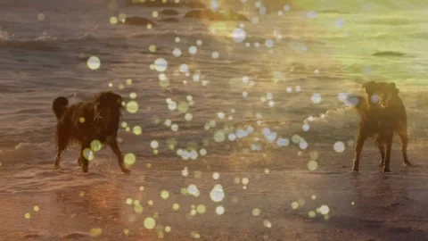 Left dog starting run inward splashing while right dog tracking, joining, bokeh Stock Footage 334182848