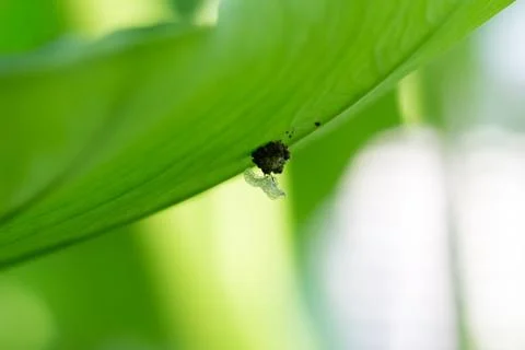 Left empty shell of Chrysopidae Stock Photos
