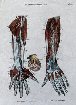 Left, forearm showing nerves; centre, eardrum; right, forearm showing nerve.. Stock Illustration