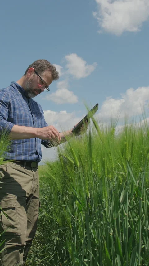 Left framed agronomist checking green barley ears with sky copy space Stock Footage 337346789